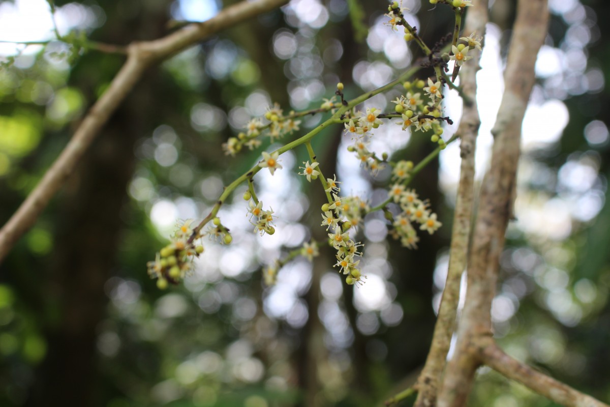 Semecarpus walkeri Hook.f.